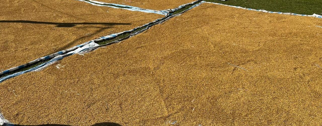 Uji Coba Gaja Toba Penanaman Padi SRI Tahap 3 di Onan Runggu, Samosir: Produktivitas Meningkat 100% menjadi pembicaraan hangat di lapo