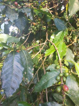  Hutanta Coffee – Dari Tanah Toba untuk Dunia