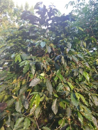  Hutanta Coffee – Dari Tanah Toba untuk Dunia