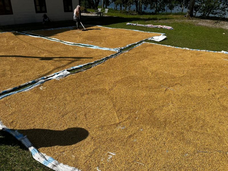 Uji Coba Gaja Toba Penanaman Padi SRI Tahap 3 di Onan Runggu, Samosir: Produktivitas Meningkat 100% menjadi pembicaraan hangat di lapo