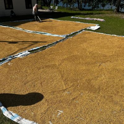 Uji Coba Gaja Toba Penanaman Padi SRI Tahap 3 di Onan Runggu, Samosir: Produktivitas Meningkat 100% menjadi pembicaraan hangat di lapo