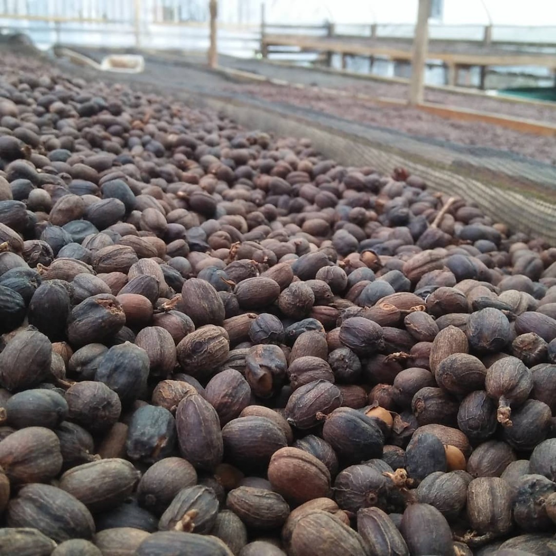 Melewati proses natural